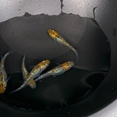 メダカ✨天界　幼魚〜若魚５匹の画像