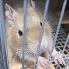 デグー(男の子)1歳半/サンド