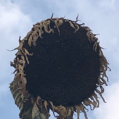 向日葵の種(大量)の画像
