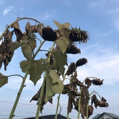 向日葵の種(大量)の画像