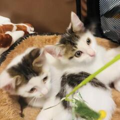 かわゆいオカッパ子猫達と楽しい時間を過ごして下さい。2匹一…