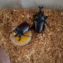 カブトムシ　受付終了してます。