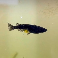 めだか(ラメとオロチ)の画像