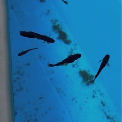 めだか(ラメとオロチ)の画像
