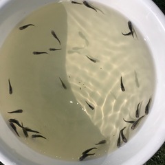 【メダカ】巫(かんなぎ)の画像