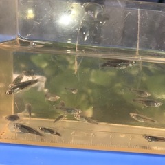 【メダカ】巫(かんなぎ)の画像
