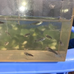 【メダカ】巫(かんなぎ)の画像