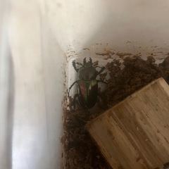 ニジイロクワガタ　ペアの画像