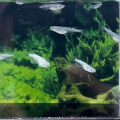 （メダカ）黒幹之系カガミ鱗　若魚6匹の画像