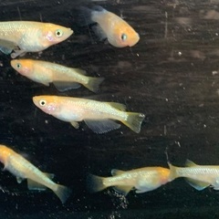 25-1 メダカ　クリアブラウンラメ幹之　2ペア+1匹(5匹) (画像個体より)の画像