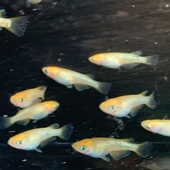 25-1 メダカ　クリアブラウンラメ幹之　2ペア+1匹(5匹) (画像個体より)の画像