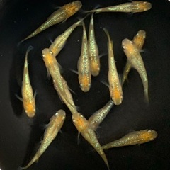 25-1 メダカ　クリアブラウンラメ幹之　2ペア+1匹(5匹) (画像個体より)の画像