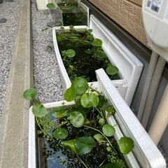 水草、貝、レッドラムズホーンの画像