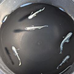 ガルウイング・5匹の画像