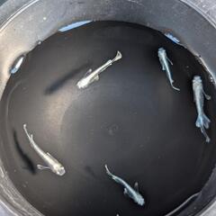 ガルウイング・5匹の画像