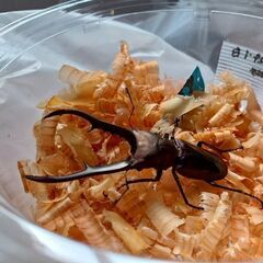 ようこそノアステーションへ。珍しいクワガタを販売します。の画像