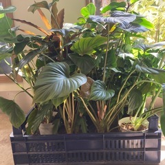 観葉植物ミックス5寸　早い者勝ち　一鉢500円の画像