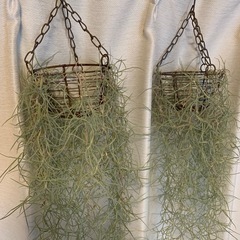 スパニッシュモス　1つの画像