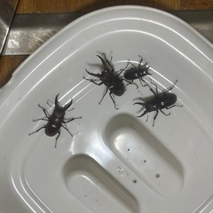 見てから決めても可能！琉球ノコギリクワガタオスメスペアーの画像