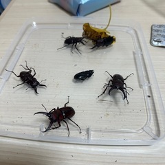 見てから決めても可能！琉球ノコギリクワガタオスメスペアーの画像