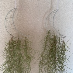 スパニッシュモス1つの画像