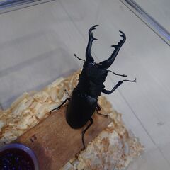 ※サイズにより変動　ギラファノコギリクワガタ　ペアの画像