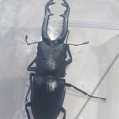 ※サイズにより変動　ギラファノコギリクワガタ　ペアの画像