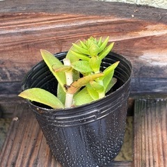 紅葉まつり　カット苗　無料