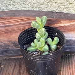 多肉植物　カット苗