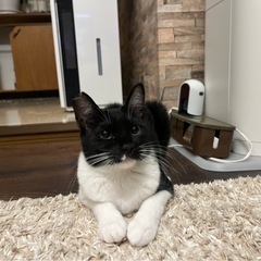 猫が大好きな大人しい黒白子猫 - 猫