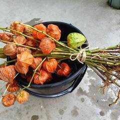 お盆のお供え物にほおずきどうですか？１０本束の画像
