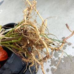 お盆のお供え物にほおずきどうですか？１０本束の画像