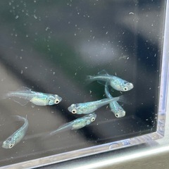 青蝶メダカ幼魚無選別10匹の画像
