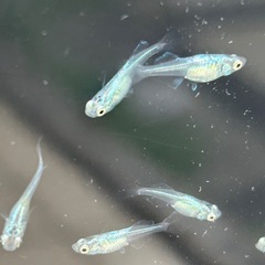 青蝶メダカ幼魚無選別10匹の画像