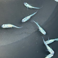 青蝶メダカ幼魚無選別10匹の画像