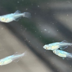 青蝶メダカ幼魚無選別10匹の画像