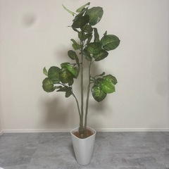観葉植物 (フェイクグリーン) 