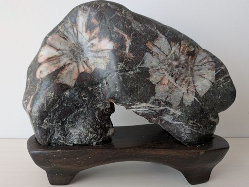 岐阜県を代表する銘石 天然菊花石・台座付き｜幅19cm×高さ12cm／10,000円