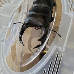 能勢YG血統オオクワガタ新成虫オス⑰の画像