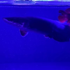 ピラルクの画像