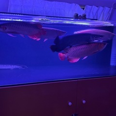 ピラルクの画像