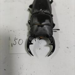 能勢SR血統オオクワガタ新成虫オス⑳の画像