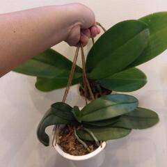 胡蝶蘭セット❗️ 二株の画像