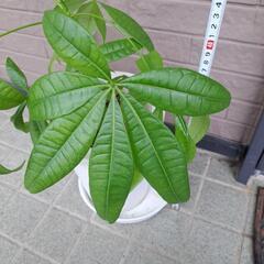 パキラの画像
