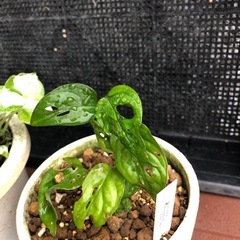 観葉植物2種類の画像