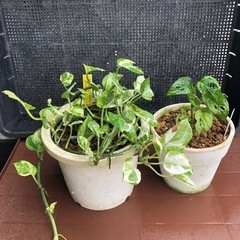 観葉植物2種類の画像