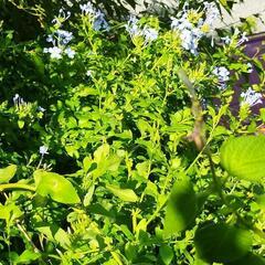 自然栽培 ルリマツリ 挿し木苗の画像