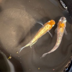 花魁　めだか　1ペアの画像