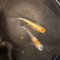 花魁　めだか　1ペアの画像