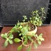 ランキングキーワードに紐づく投稿画像-多肉植物